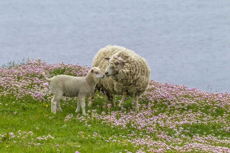 Picture of SCOTLAND, SHETLAND ISLANDS EWE MOTHER AND LAMB