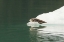 Picture of ALASKA, TONGASS NF LONE HARBOR SEAL ON ICEBERG