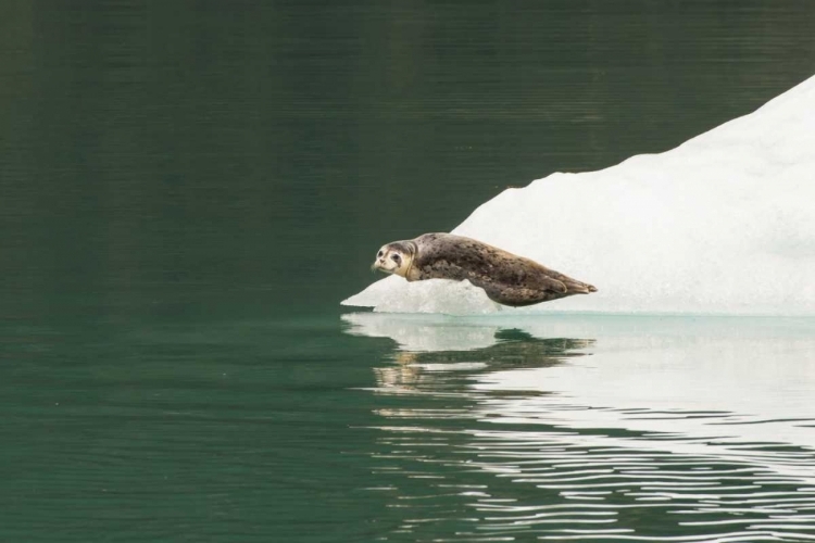 Picture of ALASKA, TONGASS NF LONE HARBOR SEAL ON ICEBERG