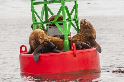 Picture of ALASKA, TONGASS NF SEA LIONS RESTING ON A BUOY