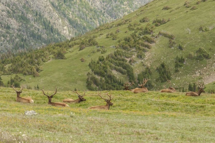 Picture of COLORADO, ROCKY MTS BULL ELK IN VELVET RESTING