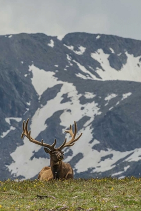 Picture of COLORADO, ROCKY MTS BULL ELK IN VELVET RESTING