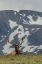 Picture of COLORADO, ROCKY MTS BULL ELK IN VELVET RESTING