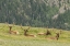 Picture of COLORADO, ROCKY MTS BULL ELK IN VELVET RESTING