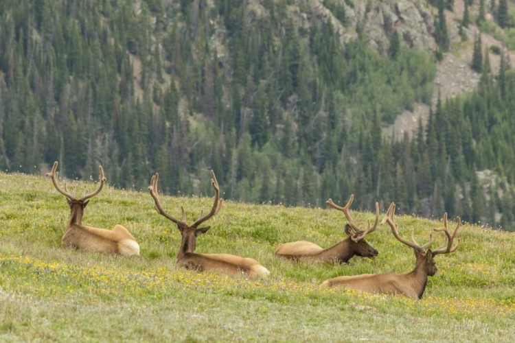 Picture of COLORADO, ROCKY MTS BULL ELK IN VELVET RESTING