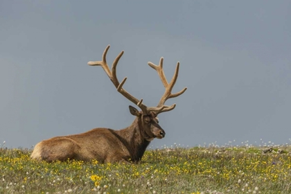 Picture of COLORADO, ROCKY MTS BULL ELK IN VELVET RESTING