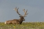 Picture of COLORADO, ROCKY MTS BULL ELK IN VELVET RESTING