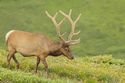 Picture of COLORADO, ROCKY MTS BULL ELK IN VELVET WALKING