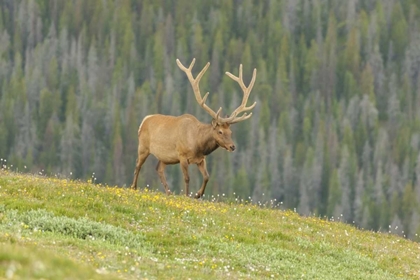 Picture of COLORADO, ROCKY MTS BULL ELK IN VELVET WALKING