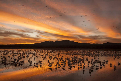 Picture of NEW MEXICO, BOSQUE DEL APACHE SNOW GEESE SUNSET