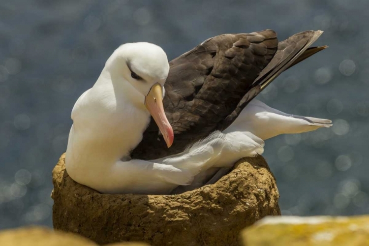 Picture of SAUNDERS ISLAND BLACK-BROWED ALBATROSS ON NEST