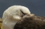 Picture of SAUNDERS ISLAND BLACK-BROWED ALBATROSS RESTING