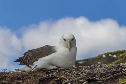 Picture of SAUNDERS ISLAND BLACK-BROWED ALBATROSS RESTING