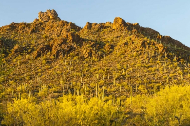 Picture of ARIZONA, SONORAN DESERT SAGUARO AND PALO VERDE