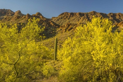 Picture of ARIZONA, SONORAN DESERT SAGUARO AND PALO VERDE