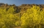 Picture of ARIZONA, SONORAN DESERT SAGUARO AND PALO VERDE