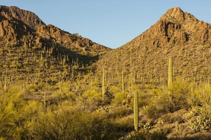 Picture of ARIZONA, SONORAN DESERT SAGUARO AND PALO VERDE