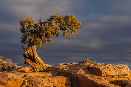 Picture of UTAH, DEAD HORSE POINT SUNRISE ON JUNIPER TREE