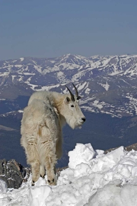 Picture of COLORADO, MT EVANS MOUNTAIN GOAT AND ROCKY MTS