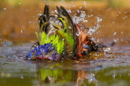 Picture of TEXAS, HIDALGO CO MALE PAINTED BUNTING BATHING