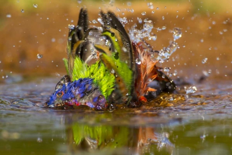 Picture of TEXAS, HIDALGO CO MALE PAINTED BUNTING BATHING