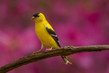 Picture of NORTH CAROLINA, GUILFORD CO AMERICAN GOLDFINCH