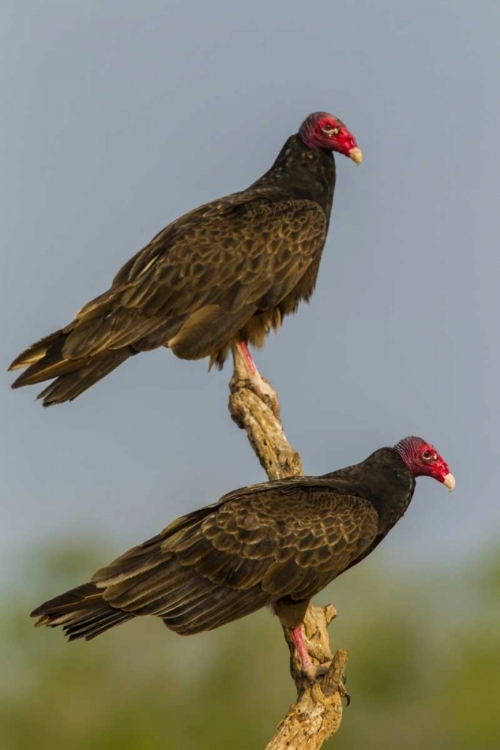 Picture of TEXAS, HIDALGO CO TURKEY VULTURE PAIR ON STUMP