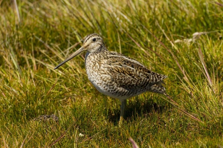 Picture of FALKLAND ISLANDS, SEA LION IS MAGELLANIC SNIPE