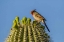 Picture of ARIZONA, SONORAN DESERT PYRRHULOXIA ON SAGUARO