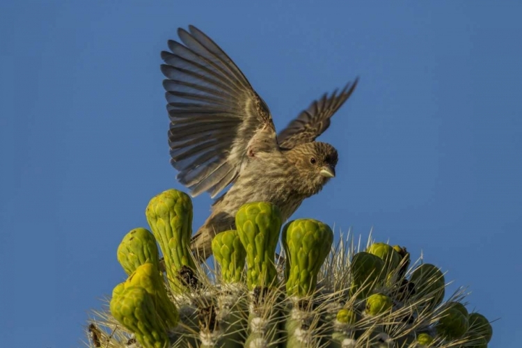 Picture of ARIZONA, SONORAN DESERT HOUSE FINCH ON SAGUARO