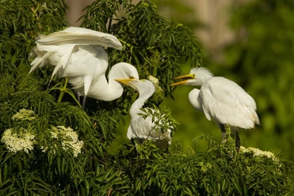 Picture of FLORIDA GREAT EGRET CHICKS BEING FED BY PARENT