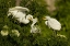 Picture of FLORIDA GREAT EGRET CHICKS BEING FED BY PARENT
