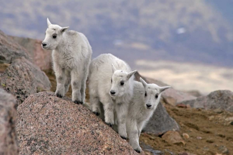 Picture of CO, MT EVANS THREE MOUNTAIN GOAT KIDS ON ROCK
