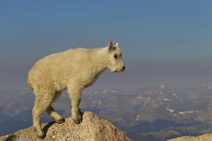 Picture of CO, MOUNT EVANS SIDE VIEW OF MOUNTAIN GOAT KID
