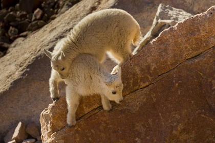 Picture of CO, MOUNT EVANS TWO MOUNTAIN GOAT KIDS PLAYING