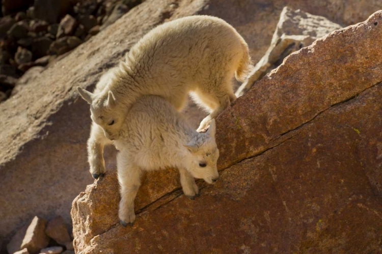 Picture of CO, MOUNT EVANS TWO MOUNTAIN GOAT KIDS PLAYING