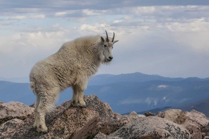 Picture of CO, MT EVANS MOUNTAIN GOAT STANDS AGAINST SKY