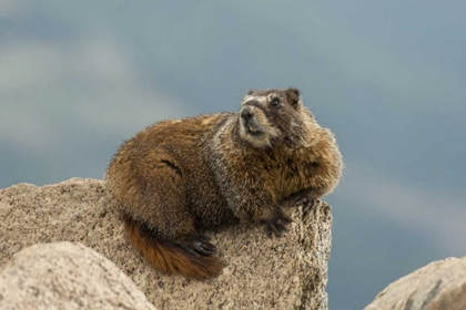 Picture of CO, SAN JUAN MTS YELLOW-BELLIED MARMOT ON ROCK
