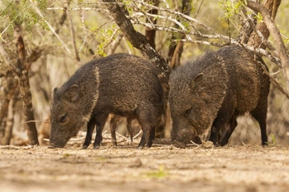 Picture of TX, HIDALGO CO JAVELINAS OR COLLARED PECCARIES