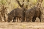 Picture of TX, HIDALGO CO JAVELINAS OR COLLARED PECCARIES