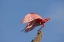 Picture of FL, ANASTASIA ISL ROSEATE SPOONBILL TAKING OFF