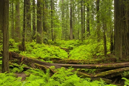 Picture of CA, HUMBOLDT REDWOODS BRACKEN FERNS AND REDWOODS