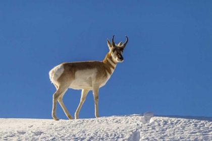 Picture of WY, PARADISE VALLEY PRONGHORN STANDING ON HILL