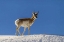 Picture of WY, PARADISE VALLEY PRONGHORN STANDING ON HILL