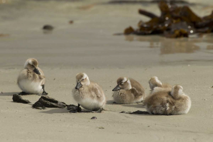 Picture of CARCASS ISLAND STEAMER DUCK DUCKLINGS ON BEACH