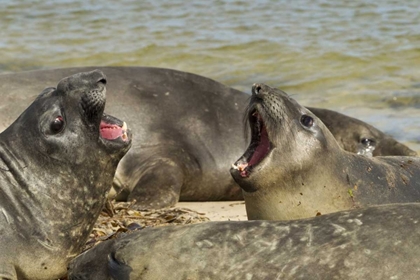 Picture of CARCASS ISLAND SOUTHERN ELEPHANT SEALS ARGUING