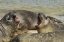Picture of CARCASS ISLAND SOUTHERN ELEPHANT SEALS ARGUING
