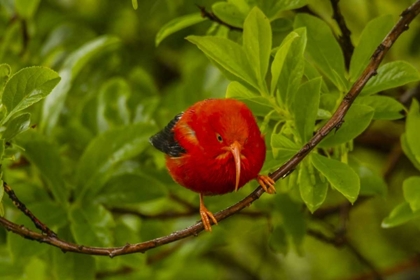 Picture of HI, HAKALAU FOREST IIWI BIRD ON OHIA TREE LIMB