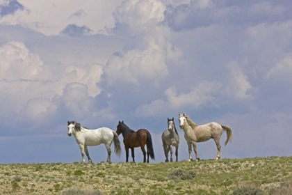Picture of WY, CARBON CO, WILD HORSES AND BUILDING CLOUDS