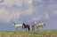 Picture of WY, CARBON CO, WILD HORSES AND BUILDING CLOUDS